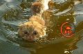 Hellcat vgveszlyben..